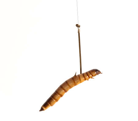 Mealworm or worm on a fishing hook as baitの写真素材