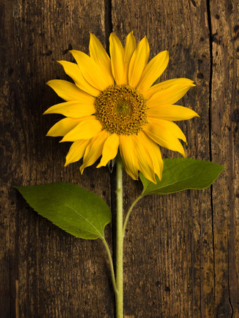 Closeup of a single sunflower on a vintage weathered wooden backdropの写真素材