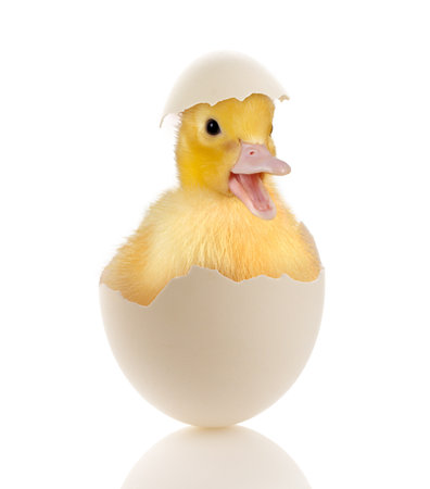Easter image of a funny little baby duckling sitting in a broken eggの写真素材