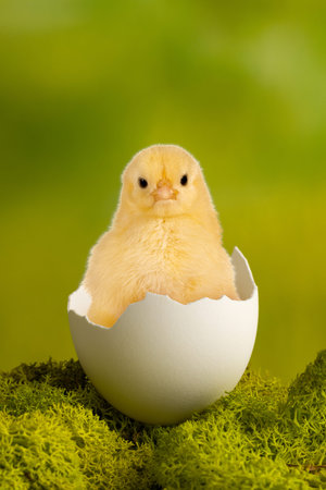 Easter image of a funny little baby chick sitting in a broken egg