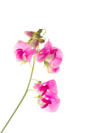 Soft pink sweet pea lathyrus flowers isolated against a white backgroundの写真素材
