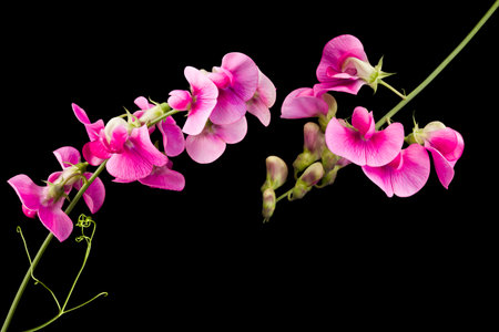 Pink colored sweet pea lathyrus flowers isolated on a black backgroundの写真素材