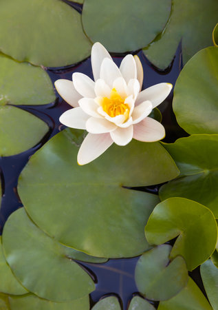 Perfect water lily blooming in a nymphaea nurseryの写真素材