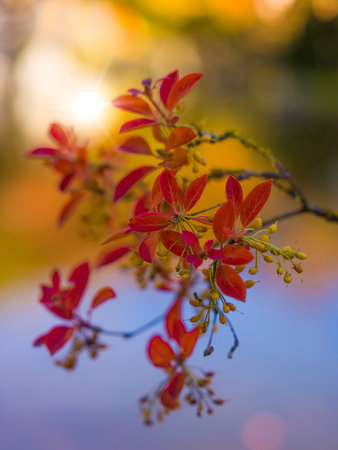 Closeup details of Acero or Japanese maple tree branches in autumnal colours