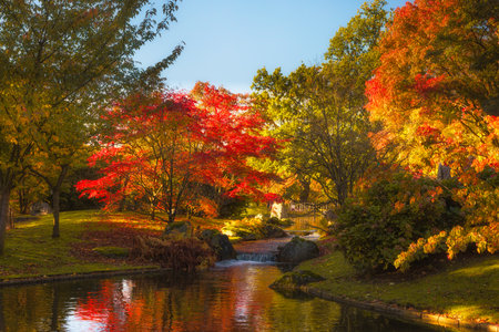 Autumn images of maple trees in the Japanese Garden of the city of Tongeren in Belgiumの写真素材