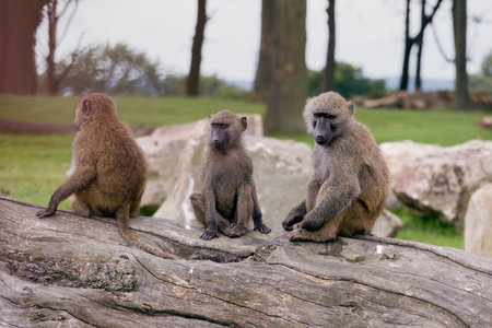 Part of a troop of young olive baboons, large African primates