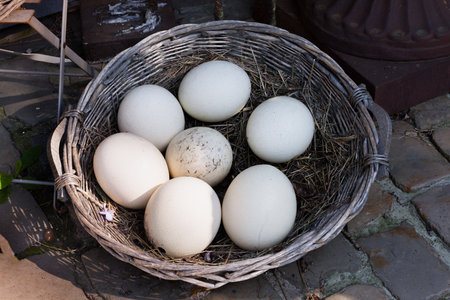 Group of seven fresh ostrich eggs put in a vintage wicker basketの写真素材