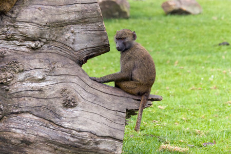 Young male olive baboon, a large African primateの写真素材