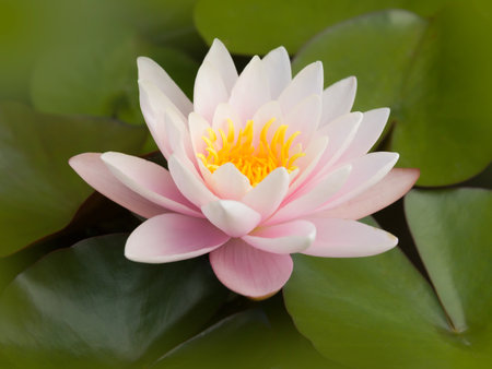 Perfect water lily blooming in a nymphaea nurseryの写真素材