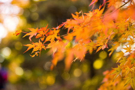 Closeup details of Acero or Japanese maple tree branches in autumnal coloursの写真素材
