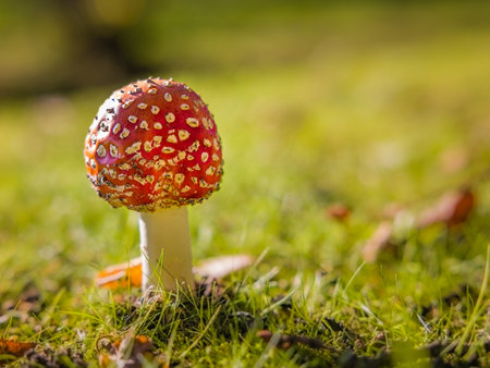 Little fly agaric toadstool in a grass field on a sunny autumn day