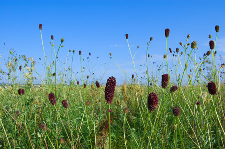 Grass corollas and blades on a meadowの写真素材
