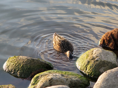 the duck  dives into the water, Juodkranteの写真素材