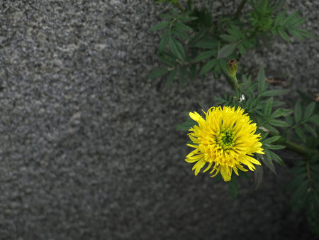 the yellow chrysanthemum and a concrete wall in the backgroundの写真素材