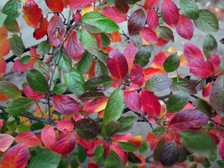 the bush of Thunberg barberryの写真素材