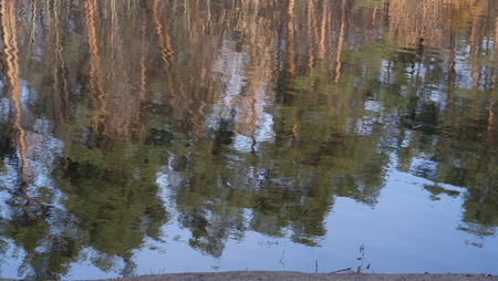 Pine trees are reflected in the water.の写真素材