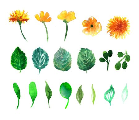 Beautiful nature with flower dandelion fluff. Floral with summer or spring flowers. Stylish trendy wallpaper.の写真素材