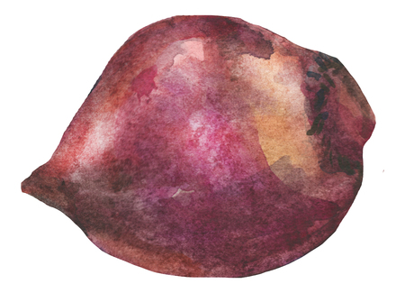 Beet, painted in watercoolor. hand drawn watercolor illustration of vegetable. Foodの写真素材