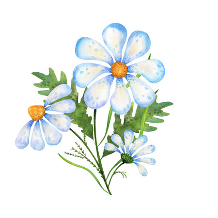 The wildflowers, composition with daisies is watercolor hand drawn illustration.の写真素材