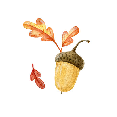 Large set of watercolor autumn illustrations isolated on a white background. Forest illustrations: leaves, acorns. Perfect for fall decor.の写真素材
