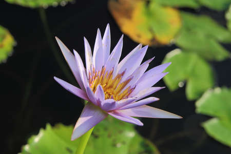 Waterlilyの写真素材