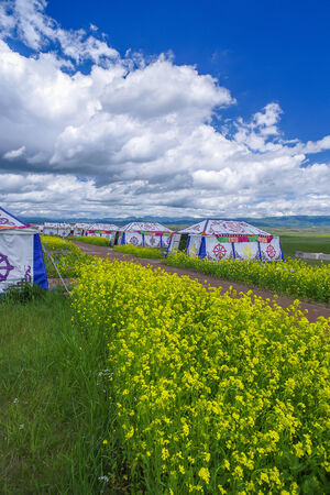 Qinghai Lake Gold and Silver Beach canola flower tentのeditorial素材