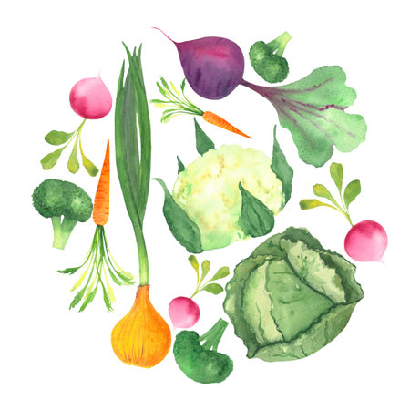 watercolor vegetables, cabbage, radish, carrot, broccoli, beetroot, cauliflower, harvest isolated hand drawn watercolorの写真素材