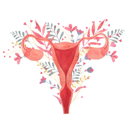 uterus painted in watercolor on a background of flowers, female reproductive organ, fallopian tubes, ovaries, cervical canal, isolated hand drawn illustrationの写真素材