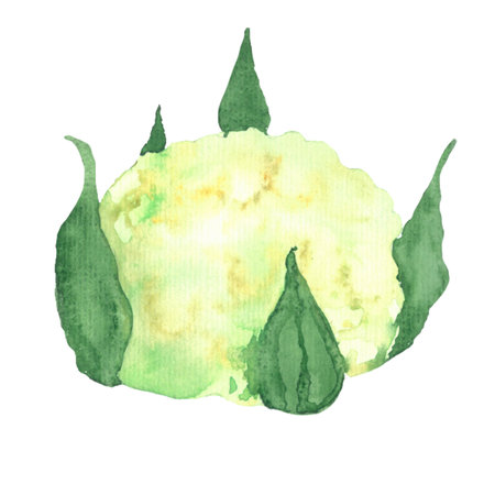 watercolor hand drawn cauliflower, vegetable isolated picture, harvestの写真素材