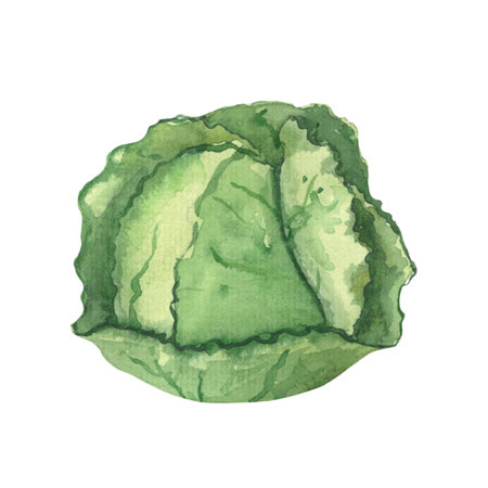head of cabbage hand drawn watercolor, vegetable isolated picture, harvestの写真素材