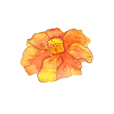 marigolds, flowers drawn in watercolor, symbol of longevity in China, symbol of the day of the deadの写真素材