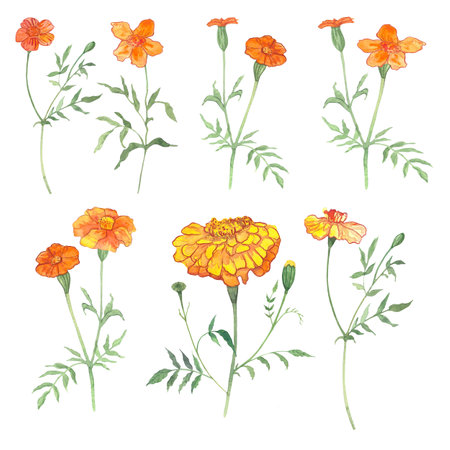 marigolds, flowers drawn in watercolor, symbol of longevity in China, symbol of the day of the deadの写真素材