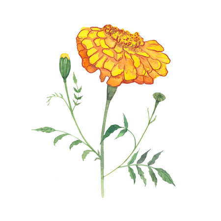 marigolds, flowers drawn in watercolor, symbol of longevity in China, symbol of the day of the deadの写真素材