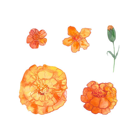 marigolds, flowers drawn in watercolor, symbol of longevity in China, symbol of the day of the deadの写真素材