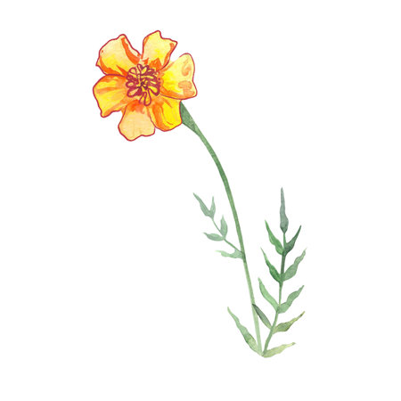 marigolds, flowers drawn in watercolor, symbol of longevity in China, symbol of the day of the deadの写真素材
