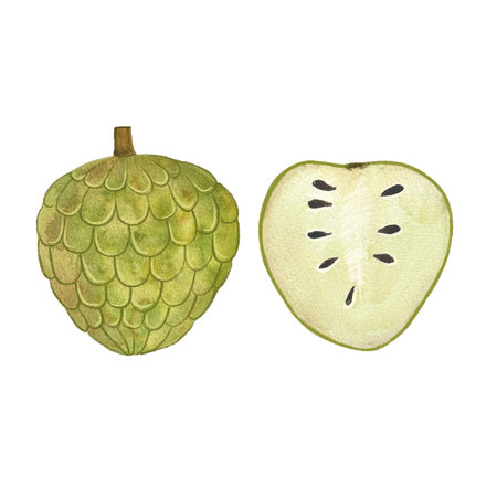 exotic fruit sugar apple, Annona squamosus, hand drawn fruit in watercolor. healthy food, natural...