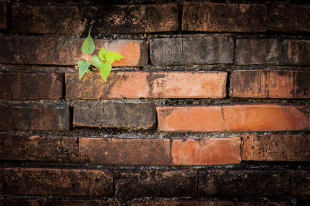 Struggle for survival of a plant on a wallの写真素材