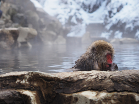 Snow monkeys soak onsen hot spring in Jigokudani in Nagano Prefecture Japan.の写真素材