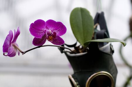 Beautiful magenta orchid on the dark respiratotの写真素材