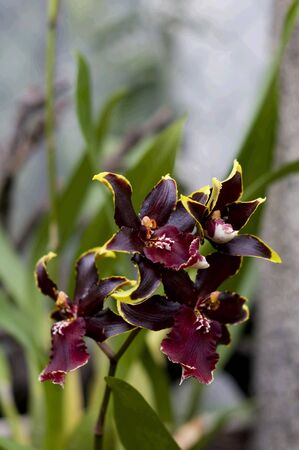 Beautiful fresh red orchid, green pentals, close upの写真素材