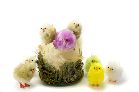 Chickens on the eggshell, colorful, grass, isolated