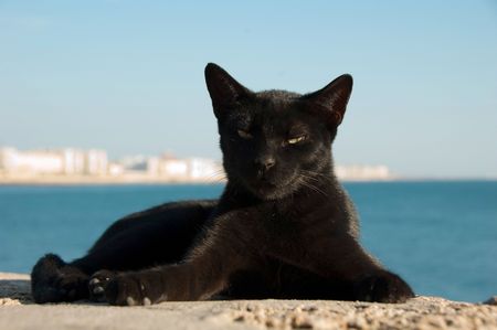 Costline view of stray cat on Cadiz, Spainの写真素材
