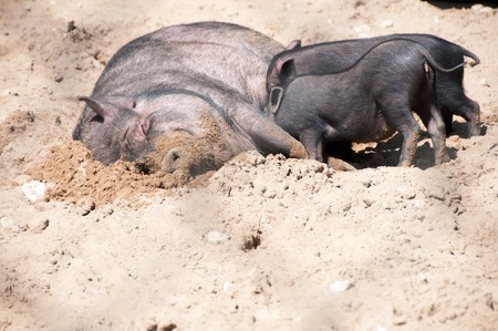 Shot of ping fitting porks, sunny dayの写真素材