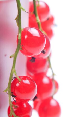 Red currantの写真素材