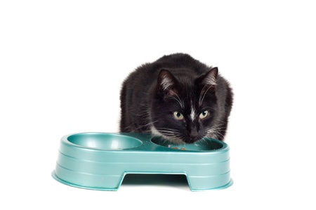 Cat eatingの写真素材