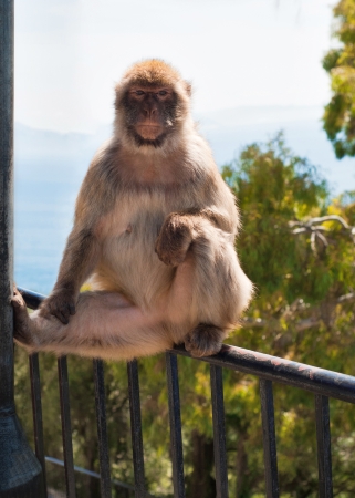 Ape in Gibraltarの写真素材