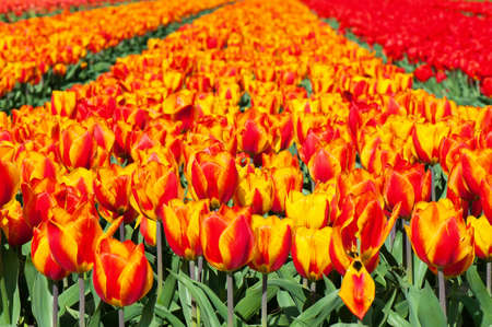 Typical field of red and striped tulips in Hollandの写真素材