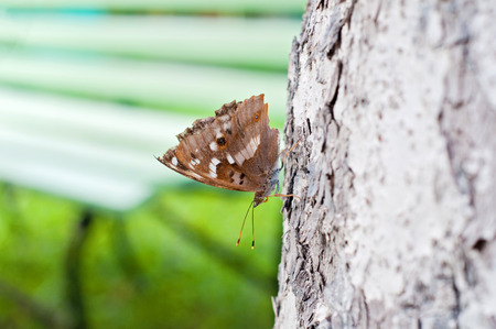 Brown butterfly sitting on a pine tree against a blurred backgroundの写真素材