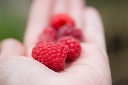 Handful of beautiful fresh raspberry on a hand