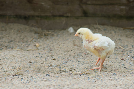 Cute small chick walking on the sand